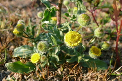 Pulicaria vulgaris