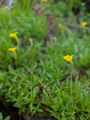 Erythranthe linearifolia