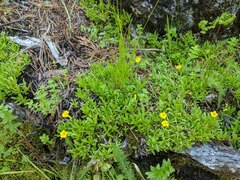 Erythranthe linearifolia