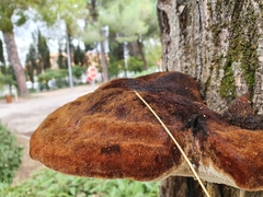 Inonotus