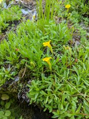 Erythranthe linearifolia