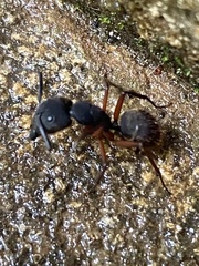 Camponotus rufipes