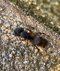 Camponotus rufipes
