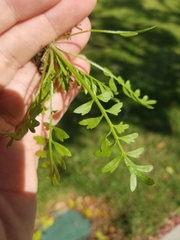 Lepidium didymum