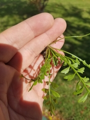 Lepidium didymum