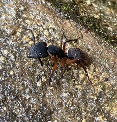 Camponotus rufipes
