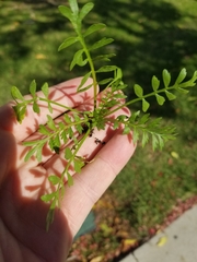 Lepidium didymum