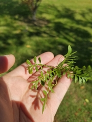 Lepidium didymum