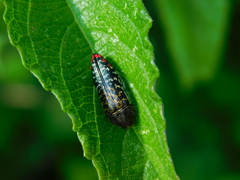 Acmaeodera haemorrhoa