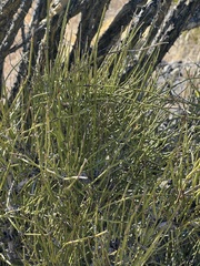 Ephedra viridis
