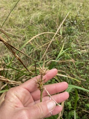 Carex lupuliformis
