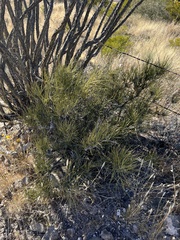 Ephedra viridis
