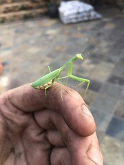 Miomantis caffra