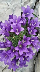 Edraianthus serpyllifolius