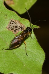 Apethymus filiformis