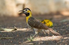 Colaptes campestris campestris