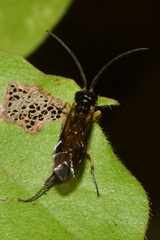 Apethymus filiformis