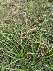 Carex lupuliformis