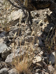 Enneapogon desvauxii