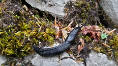 Limax cinereoniger