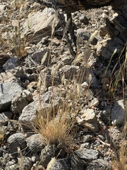 Enneapogon desvauxii