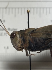 Spharagemon saxatile