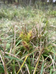 Carex lupuliformis