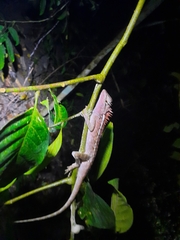 Calotes emma