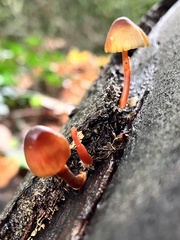 Mycena acicula