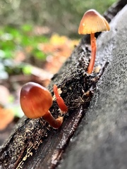 Mycena acicula