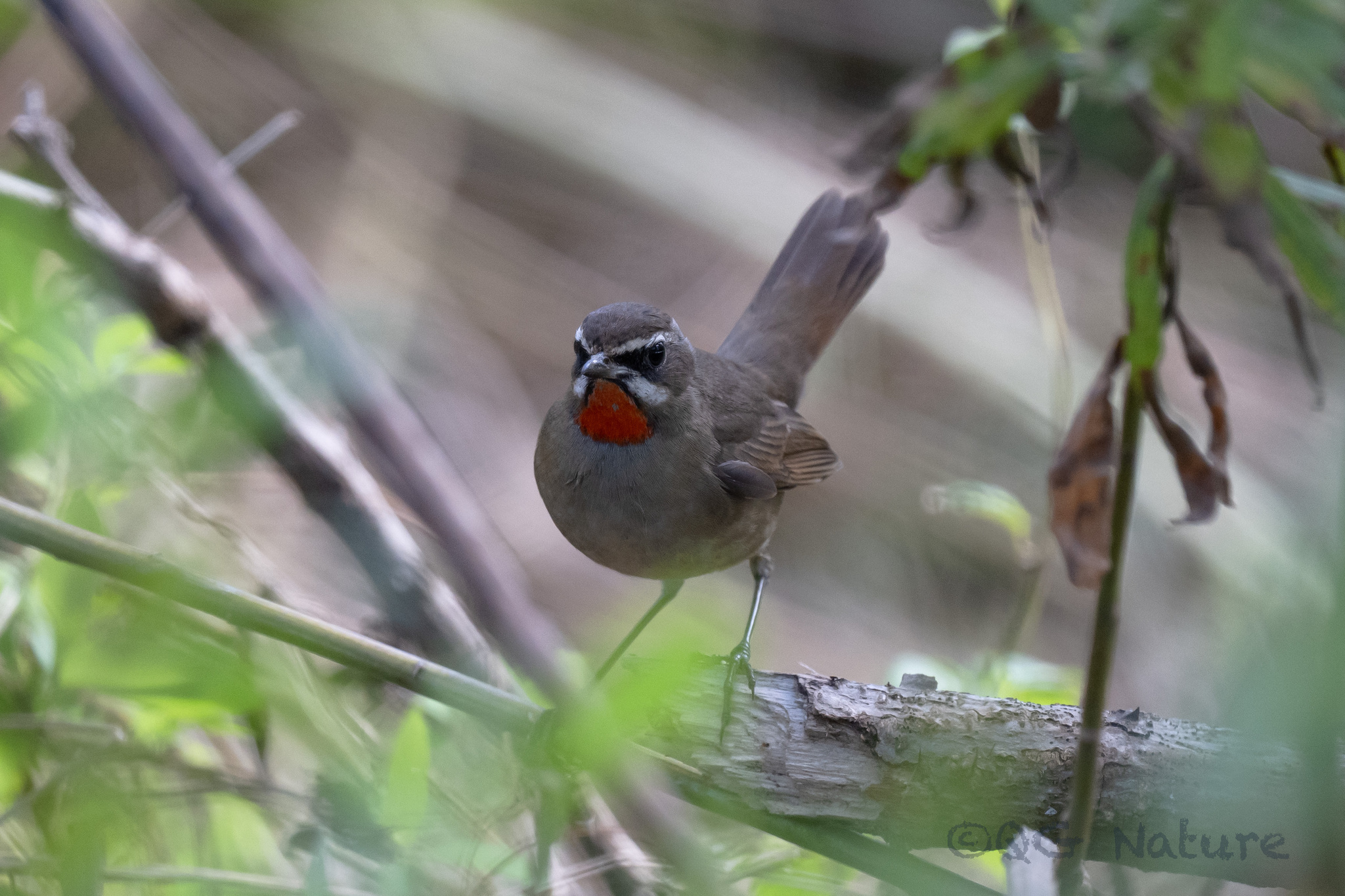 Siberian Rubythroat