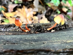 Mycena acicula