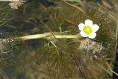 Ranunculus trichophyllus