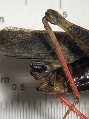 Spharagemon saxatile