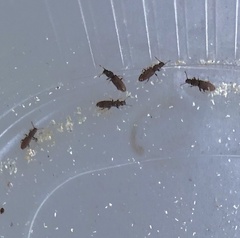 Oryzaephilus mercator