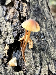 Mycena crocata