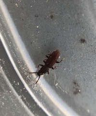 Oryzaephilus mercator