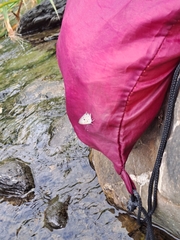 Megisba malaya sikkima