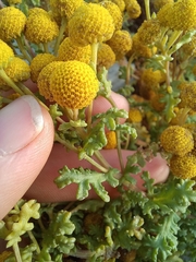 Oncosiphon sabulosus