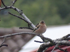 Fringilla coelebs