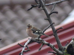 Fringilla coelebs
