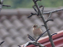 Fringilla coelebs