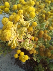 Oncosiphon sabulosus