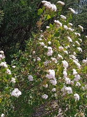 Ageratina petiolaris