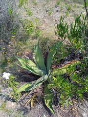 Agave salmiana
