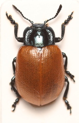 Chrysomela populi