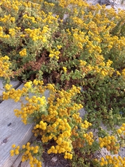 Oncosiphon sabulosus