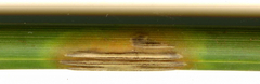 Puccinia cancellata