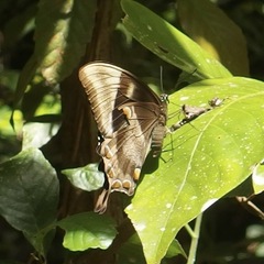 Papilio ulysses