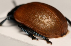 Chrysomela populi